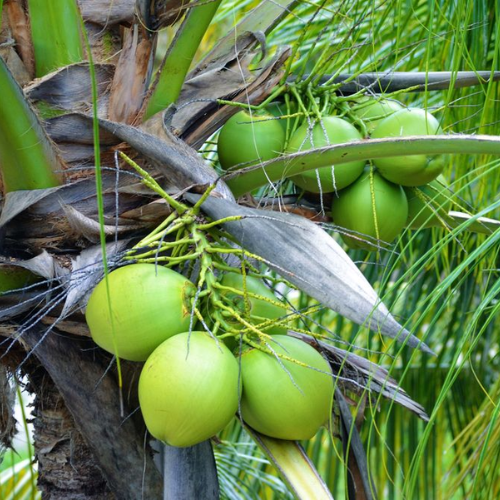 Fresh green coconuts on palm tree used for traditional Goan coconut feni